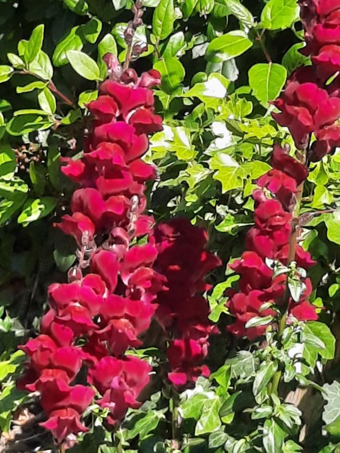 Sablet Le Gite Calluna מראה חיצוני תמונה